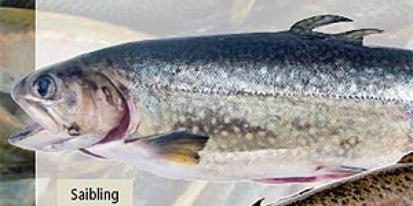 Saibling Süßwasserfisch Saibling Süßwasserfisch