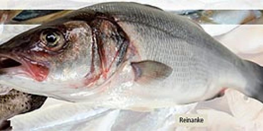Reinanke Süßwasserfisch Reinanke Süßwasserfisch