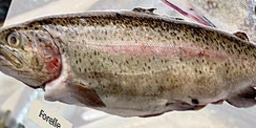 Forelle Süßwasserfisch Forelle Süßwasserfisch
