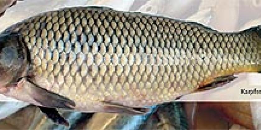 Karpfen Süßwasserfisch Karpfen Süßwasserfisch