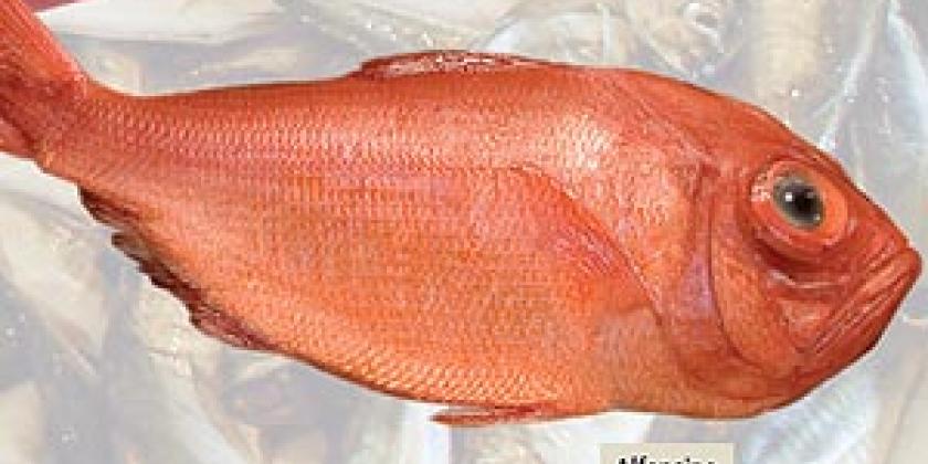 Alfonsino Meeresfisch Alfonsino Meeresfisch