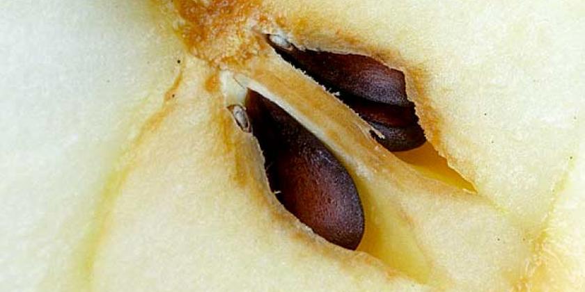 B 1 Makrofotografie Apfelkern Müller 600px Makroaufnahme eines Apfelkerns (Bild: Wenzel MÜller)