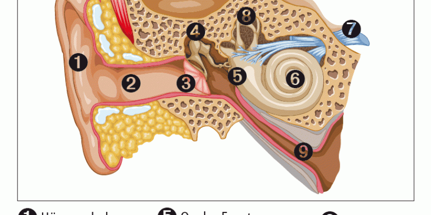 B01 Aufbau des Ohres Bild: Shutterstock