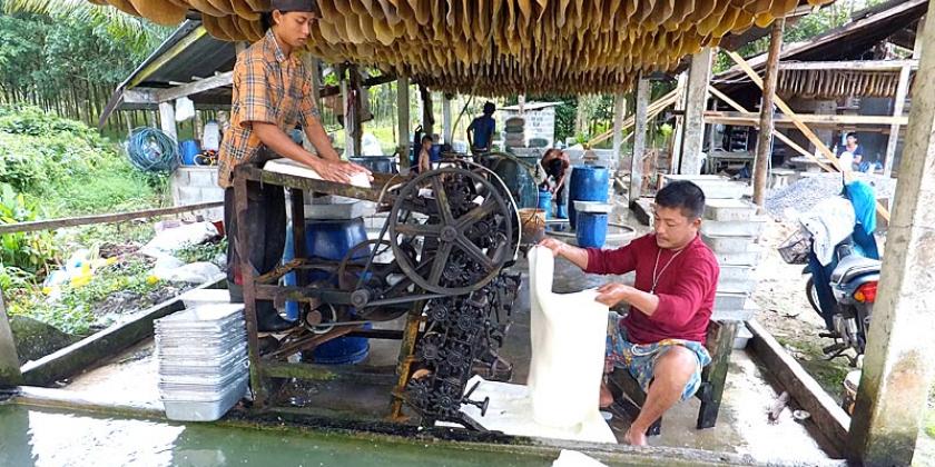 Burmesische Wanderarbeiter in einer thailändischen Kautschukplantage. Ihr Einkommen ist auf Grund der stark schwankenden Kautschukpreise von 2011 auf 2012 um 25 Prozent zurückgegangen. (Bild: DanWatch)