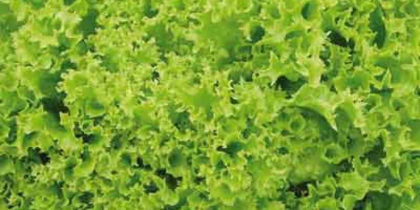 B Pflücksalate 2012-04 250px Lollo Bionda Lollo Bionda