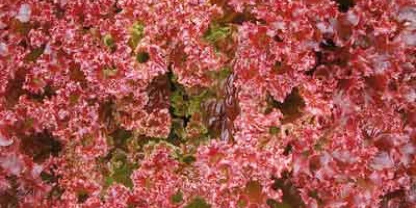 B Pflücksalate 2012-04 250px Lollo Rosso Lollo Rosso