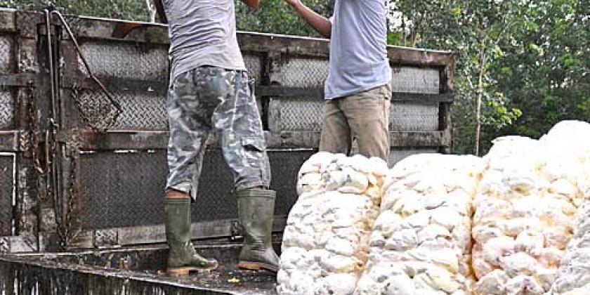 Die Bridgestone-Plantage ist mit 18.000 Hektar die größte Indonesiens. (Bild: ICRT)