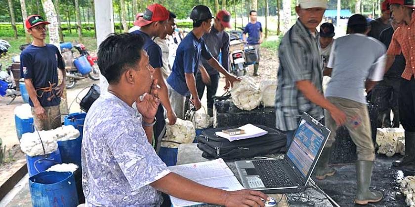 Bridgestone hat eine eigene Kautschuk-Plantage auf Sumatra. (Bild: ICRT)