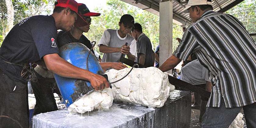 Kautschuk-Bauern bei der Arbeit (Bild: ICRT)