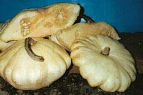 Patisson 2
