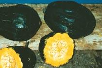 Eichelkürbis 4