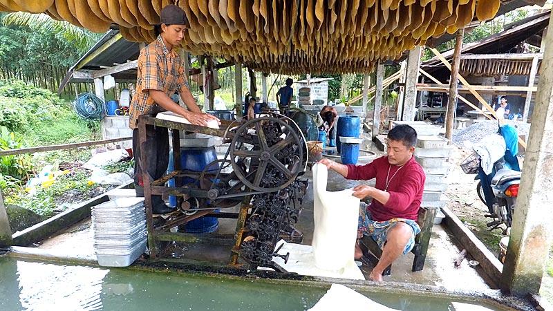 Burmesische Wanderarbeiter in einer thailändischen Kautschukplantage. Ihr Einkommen ist auf Grund der stark schwankenden Kautschukpreise von 2011 auf 2012 um 25 Prozent zurückgegangen. (Bild: DanWatch)