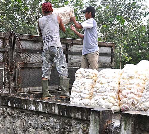 Die Bridgestone-Plantage ist mit 18.000 Hektar die größte Indonesiens. (Bild: ICRT)