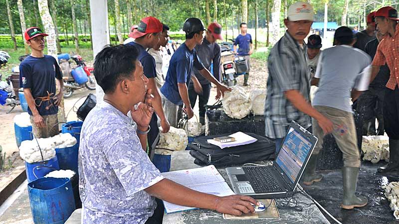 Bridgestone hat eine eigene Kautschuk-Plantage auf Sumatra. (Bild: ICRT)
