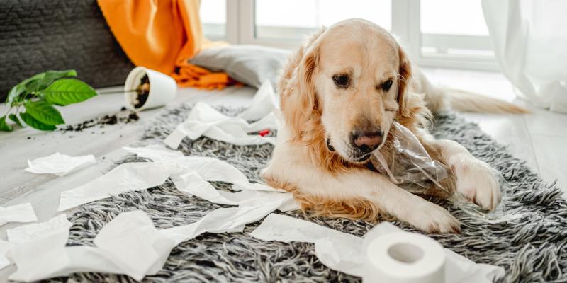 Hund liegt auf Teppich und kaut an Plastikflasche, rundherum Klopapierfetzen
