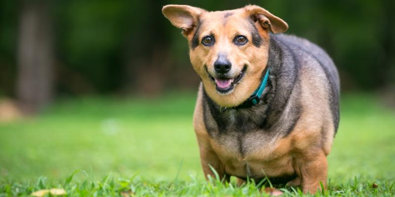 Übergewichtiger Hund steht auf Wiese im Park