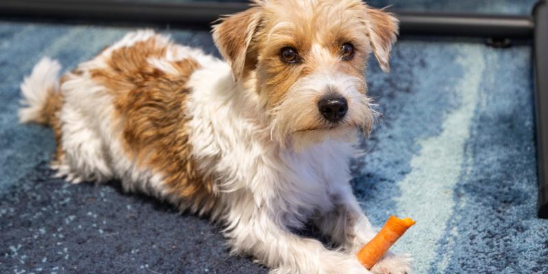 Hund liegt auf Teppich und frisst eine Karotte
