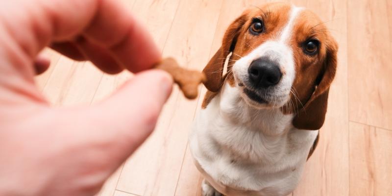 Beagle bekommt ein Leckerli