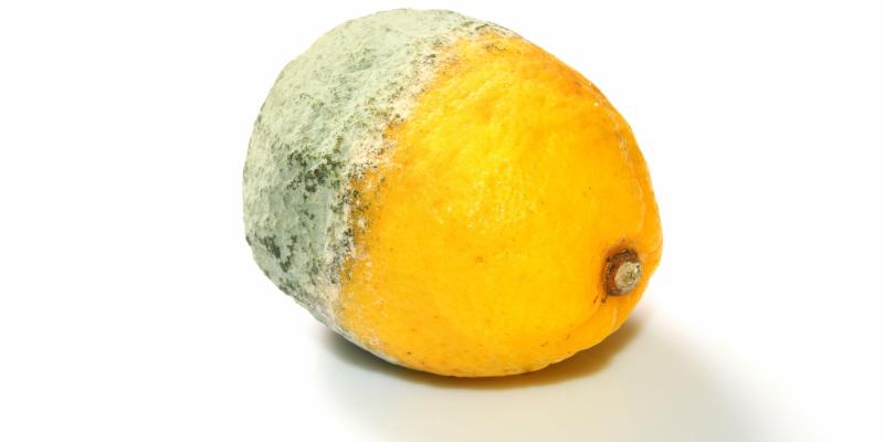 halbverfaulte Zitrone auf weißem Untergrund
